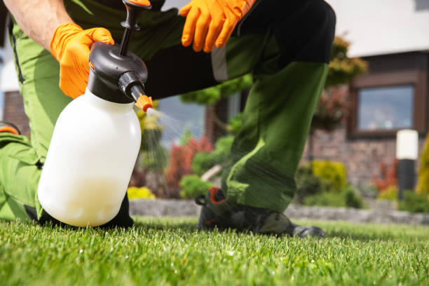 Best Ant Control Services  in Vidor, TX